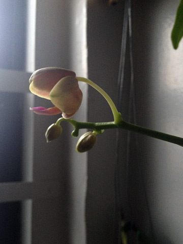 Phalaenopsis Taisuco Glory-Bloom-March-2014-1