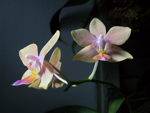 Phalaenopsis-Taisuco-Glory-Bloom-March-2014-2